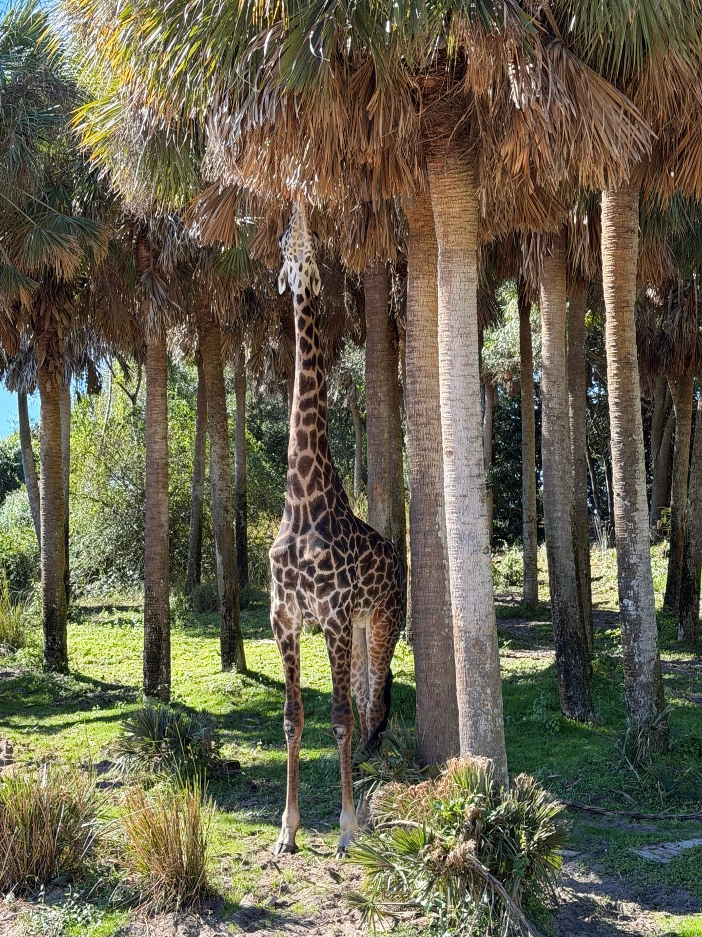 Sisbicho