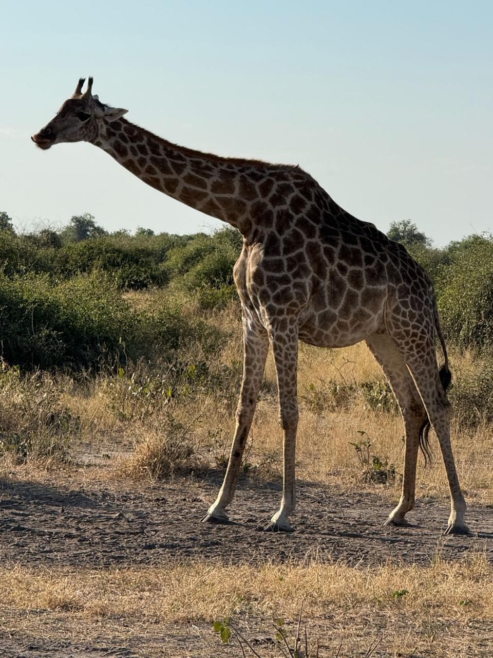 Sisbicho